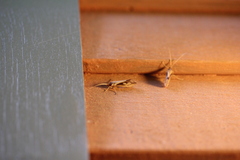 Platycentropus radiatus