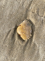 Ovalipes australiensis