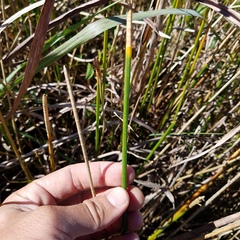 Eleocharis interstincta