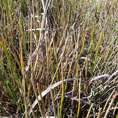 Eleocharis interstincta