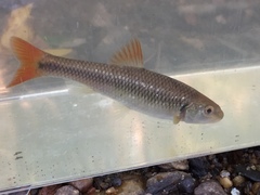 Nocomis leptocephalus