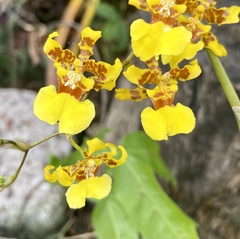 Oncidium sphacelatum