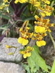 Oncidium sphacelatum