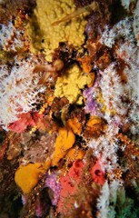 Helcogramma decurrens