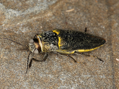 Gyascutus