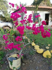 Bougainvillea spectabilis
