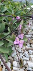 Tradescantia