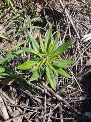 Gomphocarpus physocarpus