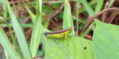 Oxya japonica