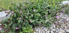 Tradescantia