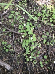 Lagenophora strangulata