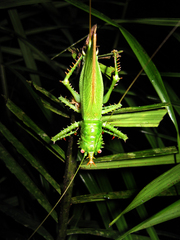Panacanthus cuspidatus