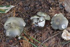 Tricholoma saponaceum