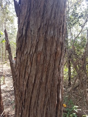 Eucalyptus carnea