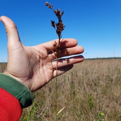 Rhynchospora odorata