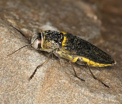 Gyascutus
