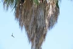 Cypsiurus parvus