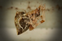 Cryptachaea meraukensis