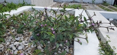 Tradescantia