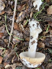 Amanita velosa
