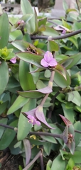 Tradescantia