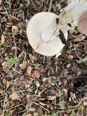 Amanita velosa