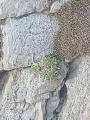 Sedum glabrum
