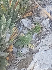 Sedum glabrum
