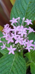 Pentas