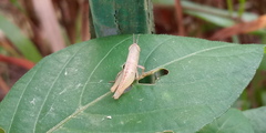 Pseudoxya diminuta
