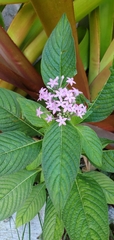 Pentas