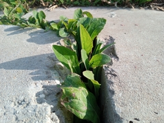 Angiospermae