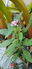 Pentas