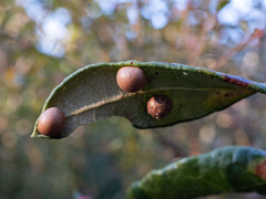 Belonocnema treatae