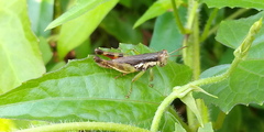Pseudoxya diminuta