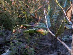 Belonocnema treatae