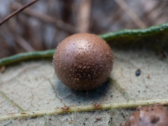 Belonocnema treatae