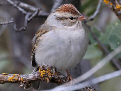 Chipping Sparrow photo 4