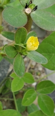 Portulaca oleracea