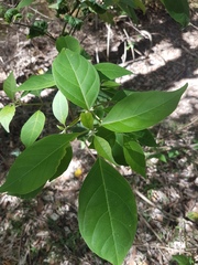 Clerodendrum tomentosum