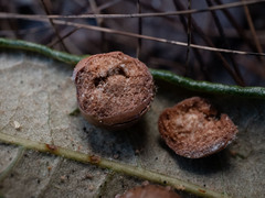 Belonocnema treatae