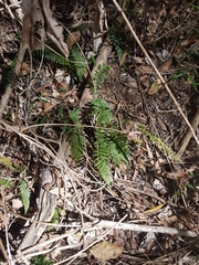 Blechnum parrisiae