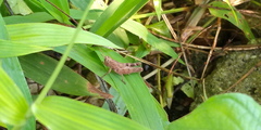 Pseudoxya diminuta