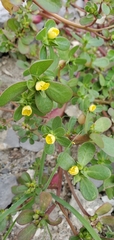 Portulaca oleracea