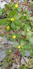 Portulaca oleracea