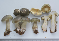 Tricholoma saponaceum