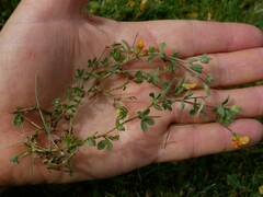 Lotus suaveolens