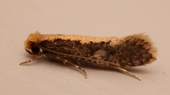 Monopis crocicapitella