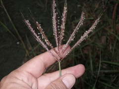 Dichanthium annulatum papillosum