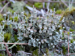 Cladonia rappii